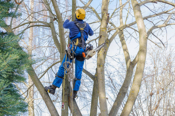 Best Hedge Trimming  in Brookdale, SC