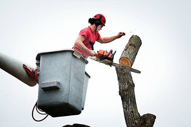 Leaf Removal in Brookdale, SC